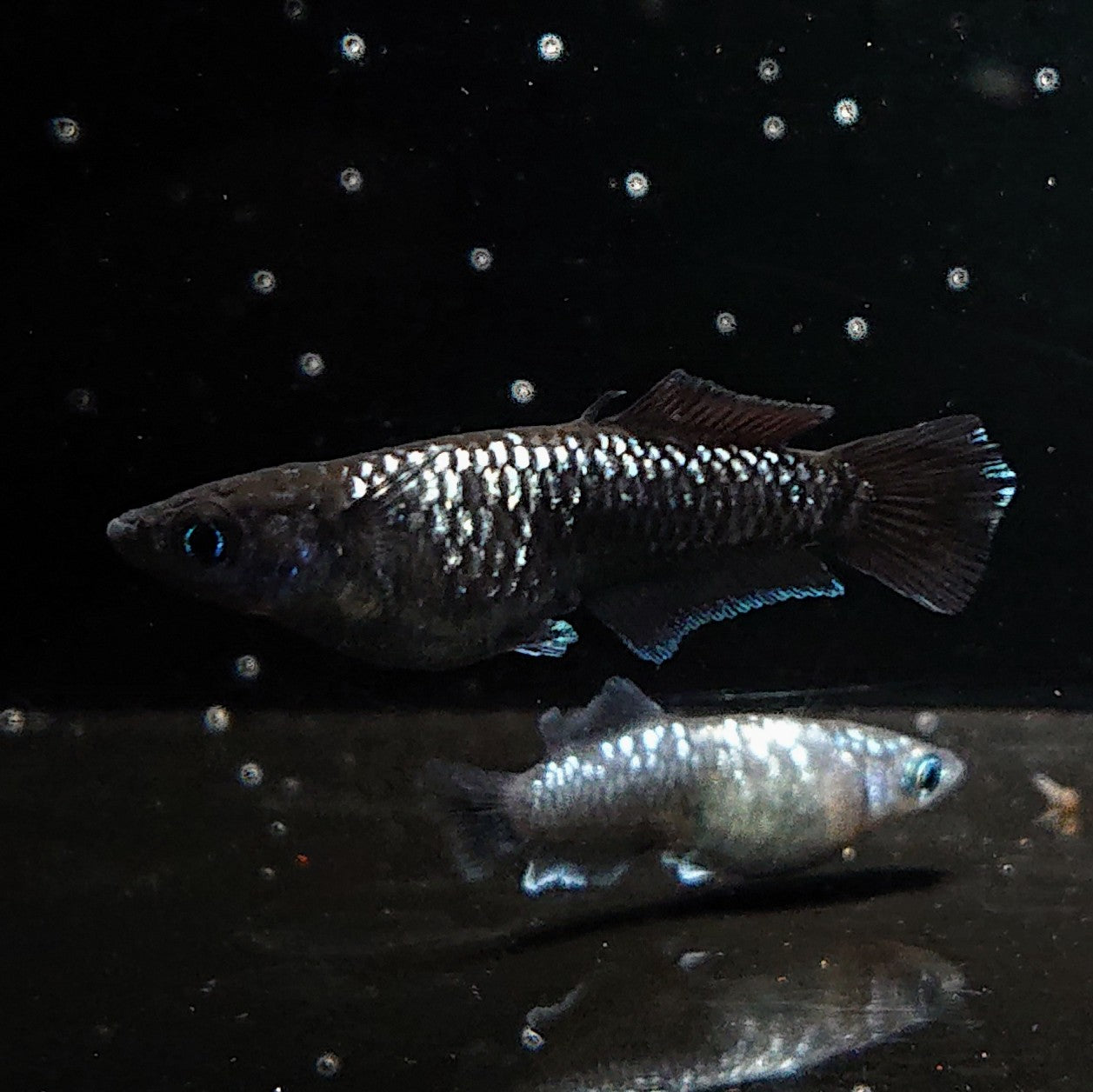 【現物】ウロボロス ヒカリ体型　メス1匹 サムライ　3匹　オス1メス2　3636