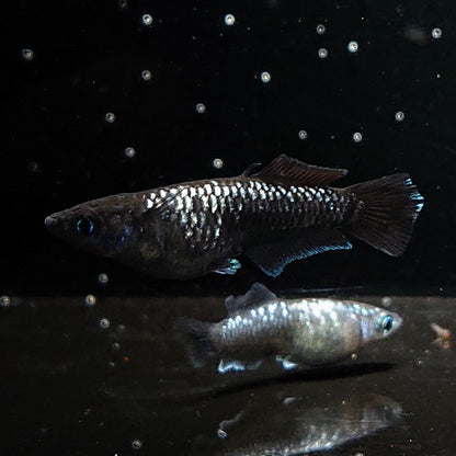 【現物】ウロボロス ヒカリ体型　メス1匹 サムライ　3匹　オス1メス2　3636