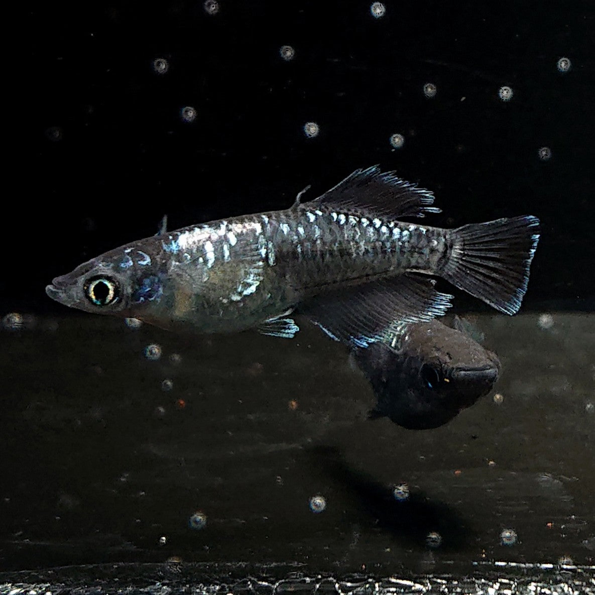 【現物】ウロボロス ヒカリ体型　メス1匹 サムライ　3匹　オス1メス2　3636