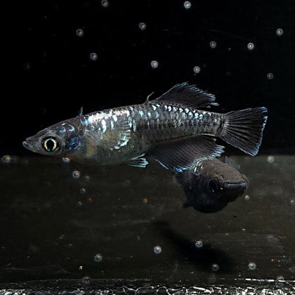 【現物】ウロボロス ヒカリ体型　メス1匹 サムライ　3匹　オス1メス2　3636