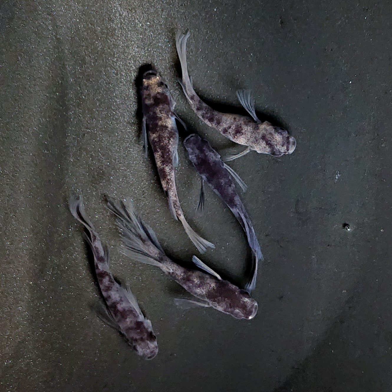 【現物】和墨リアルロングフィン オス2匹 ヒカリ体型　5匹　オス2メス3　3638