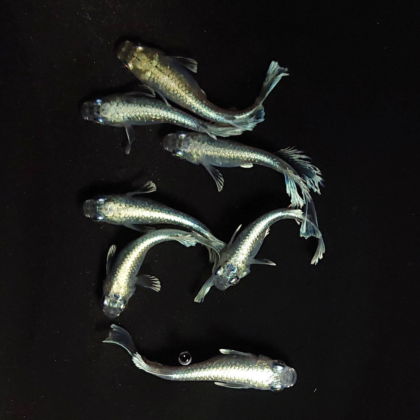 【現物】レーブ　7匹　オス4メス3　3642