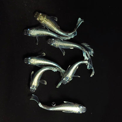 【現物】レーブ　7匹　オス4メス3　3642