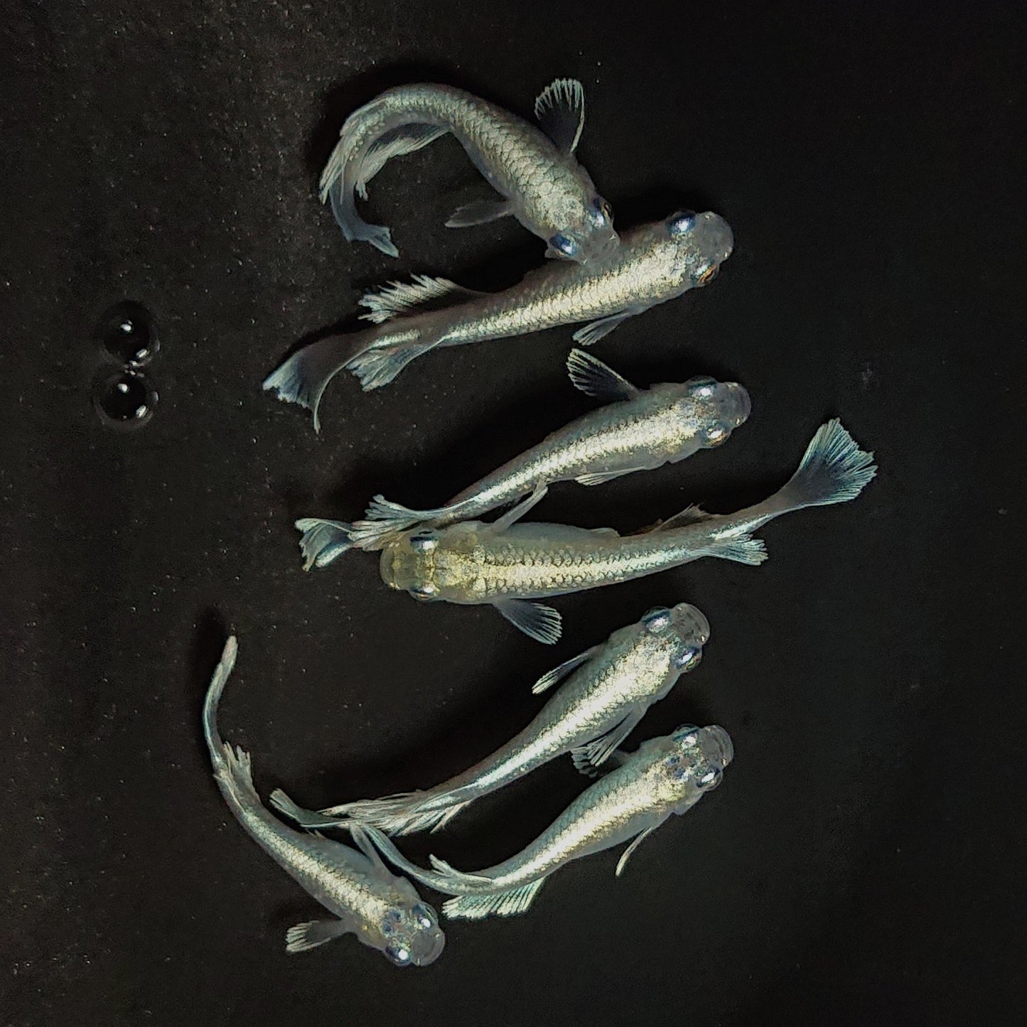 【現物】レーブ　7匹　オス4メス3　3642