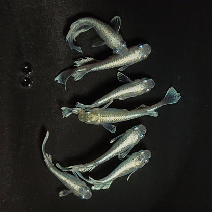 【現物】レーブ　7匹　オス4メス3　3642