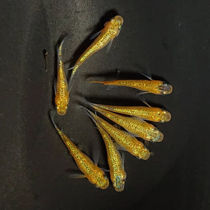 【現物】サンシャイン　4ペア　3640