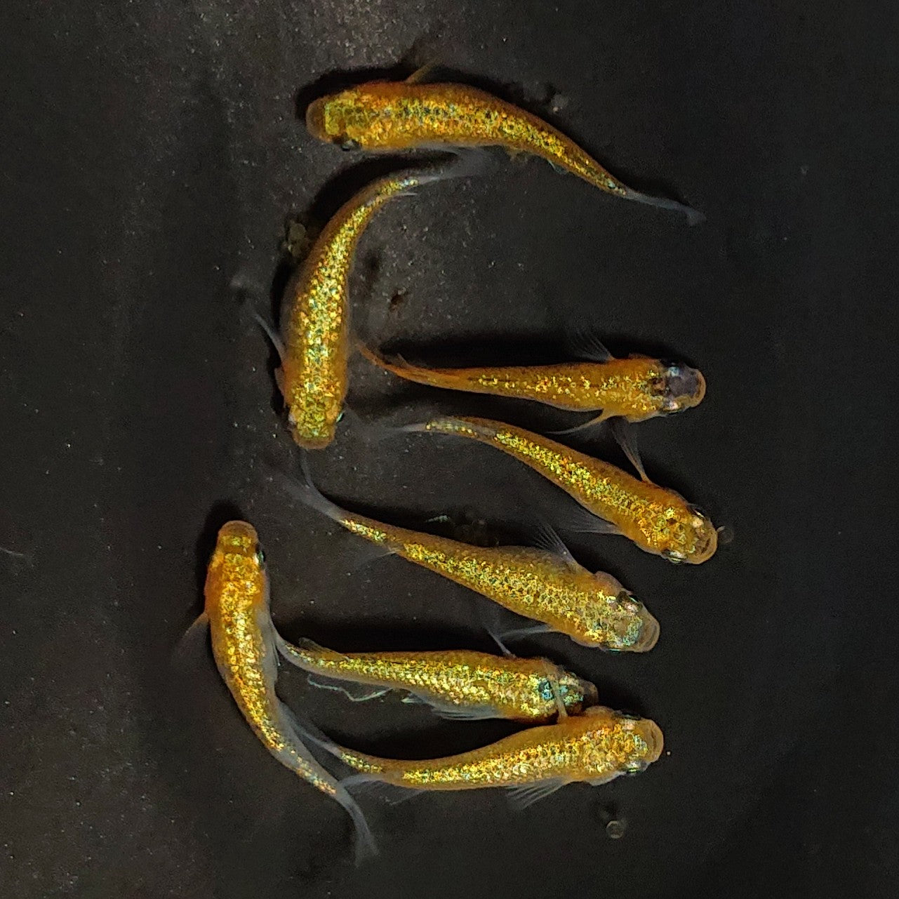 【現物】サンシャイン　4ペア　3640