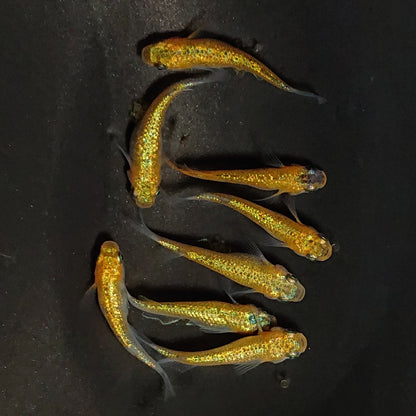 【現物】サンシャイン　4ペア　3640