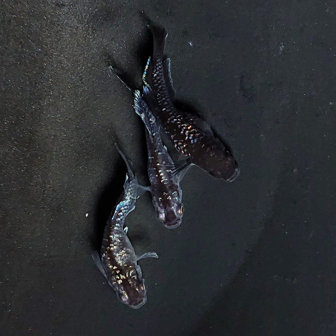 【現物】ウロボロス ヒカリ体型　メス1匹 サムライ　3匹　オス1メス2　3636