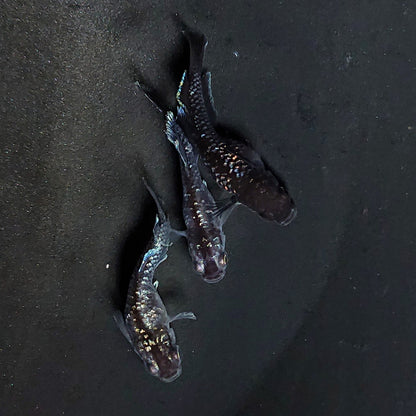 【現物】ウロボロス ヒカリ体型　メス1匹 サムライ　3匹　オス1メス2　3636