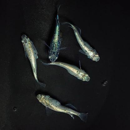 【現物】レックウザ　5匹　オス2メス3　3641