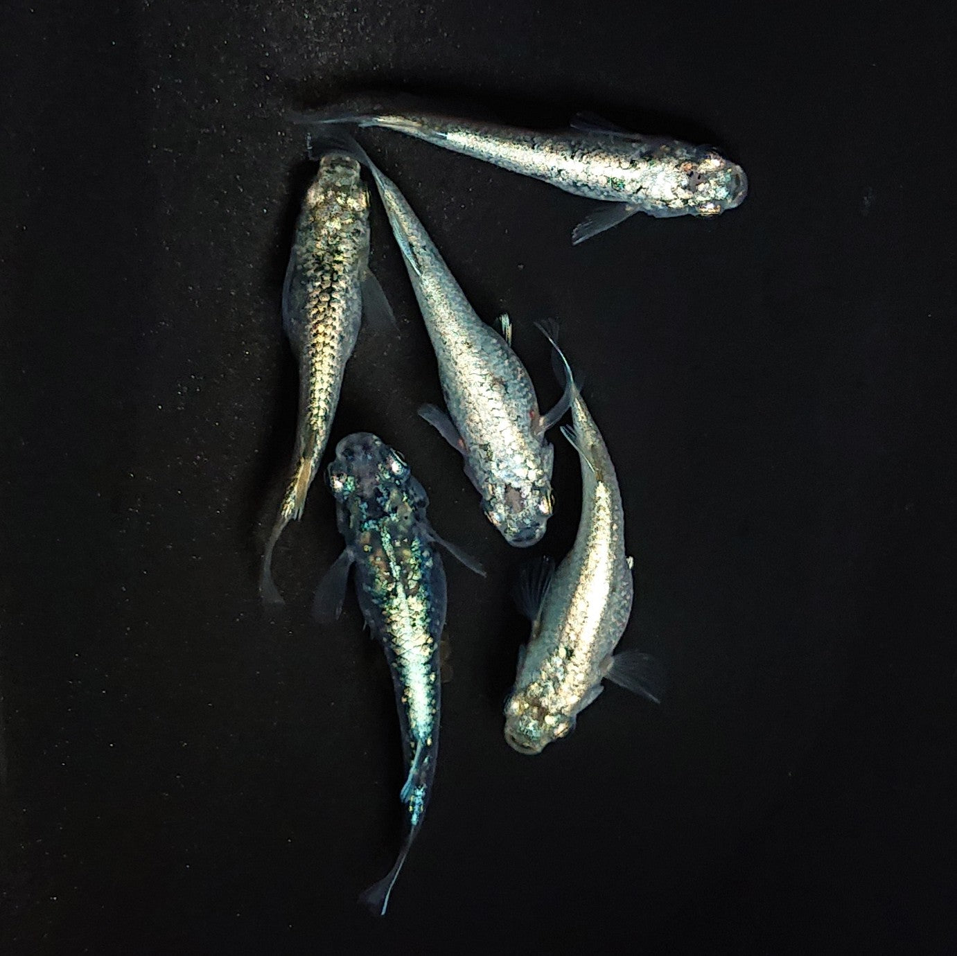 【現物】レックウザ　5匹　オス2メス3　3641