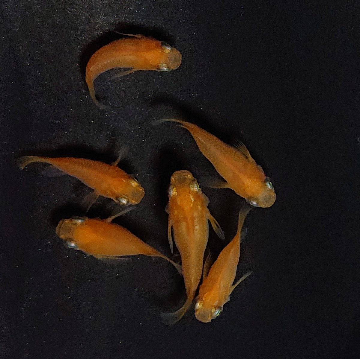 【現物】紅帝だるま　3ペア　3645