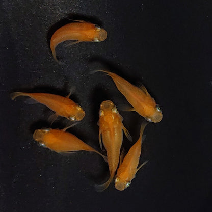 【現物】紅帝だるま　3ペア　3645
