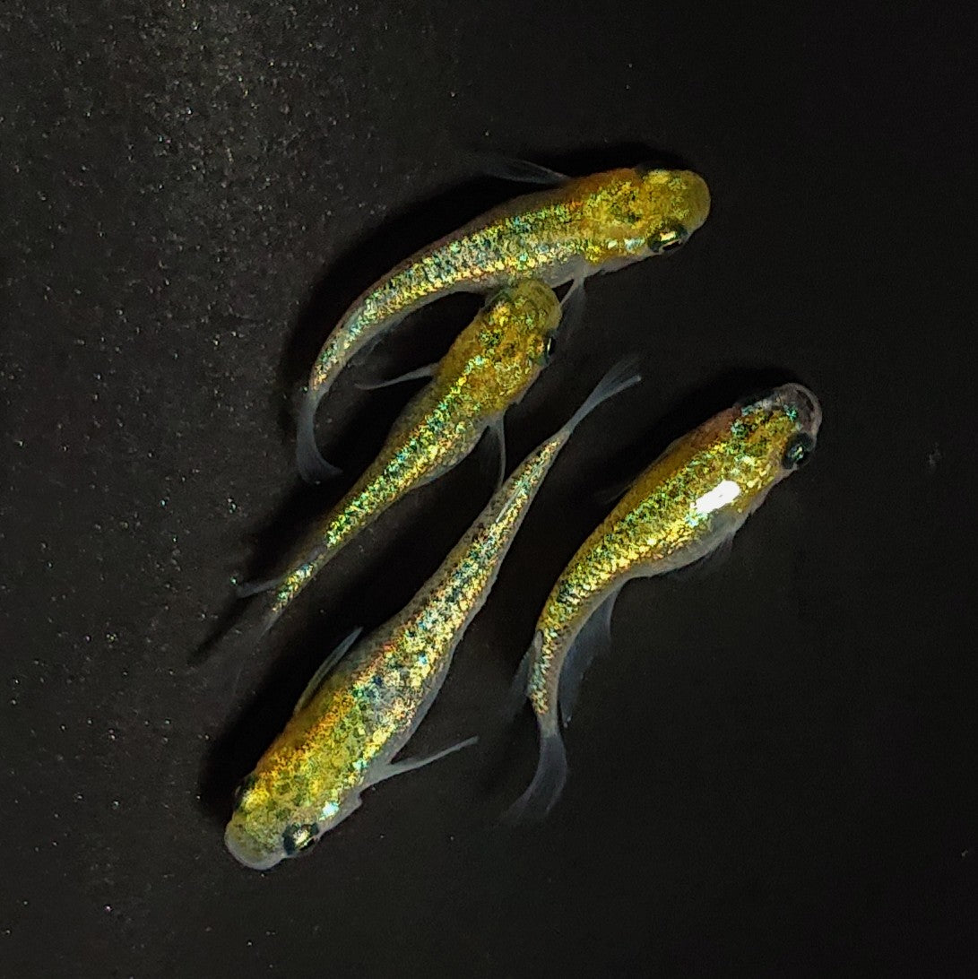 【現物】【上物】誾千代 強ブルーラメ　2ペア　3644