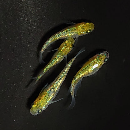 【現物】【上物】誾千代 強ブルーラメ　2ペア　3644