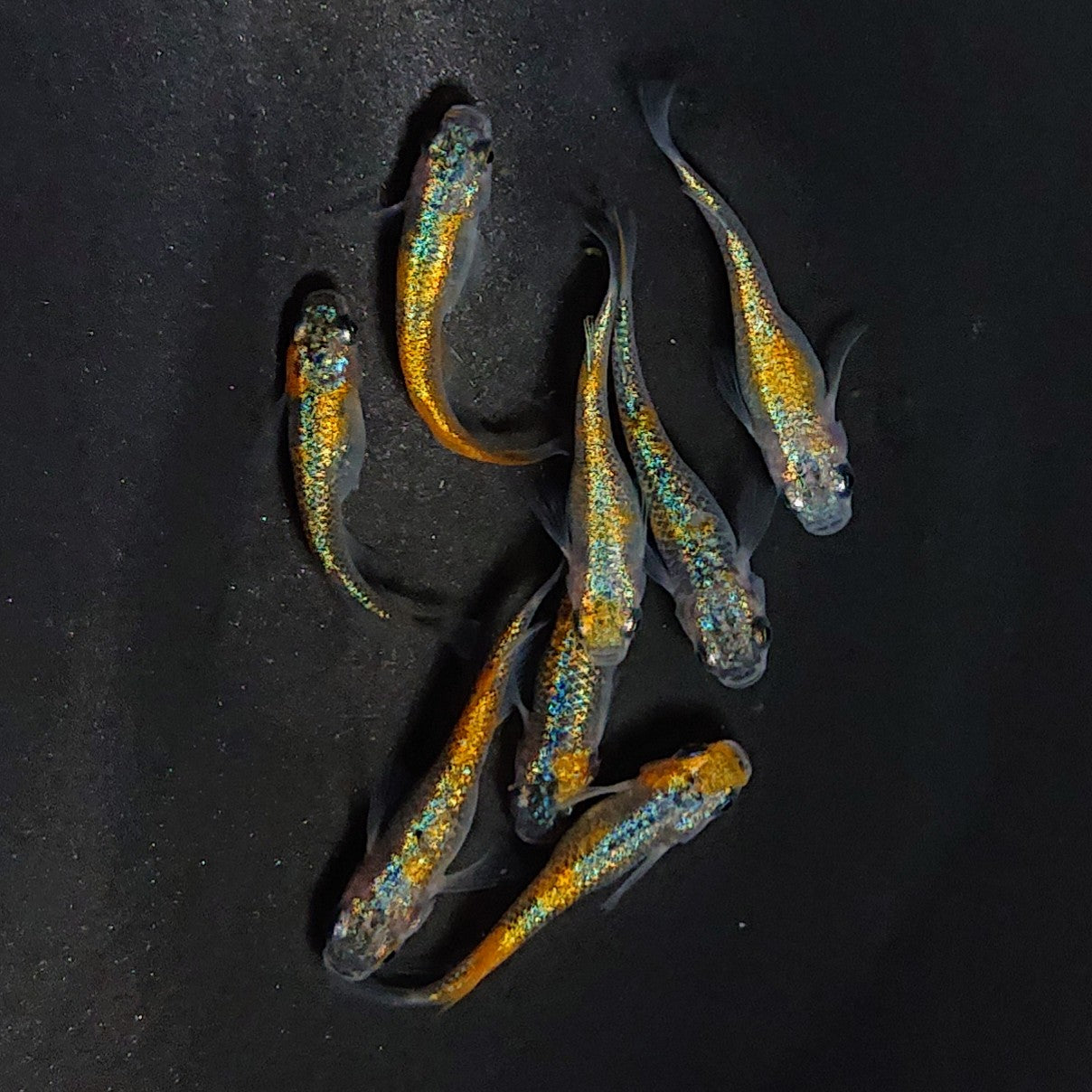 Yahoo!オークション -めだか(川魚)の落札相場・落札価格(3ページ目) ユリ王 種