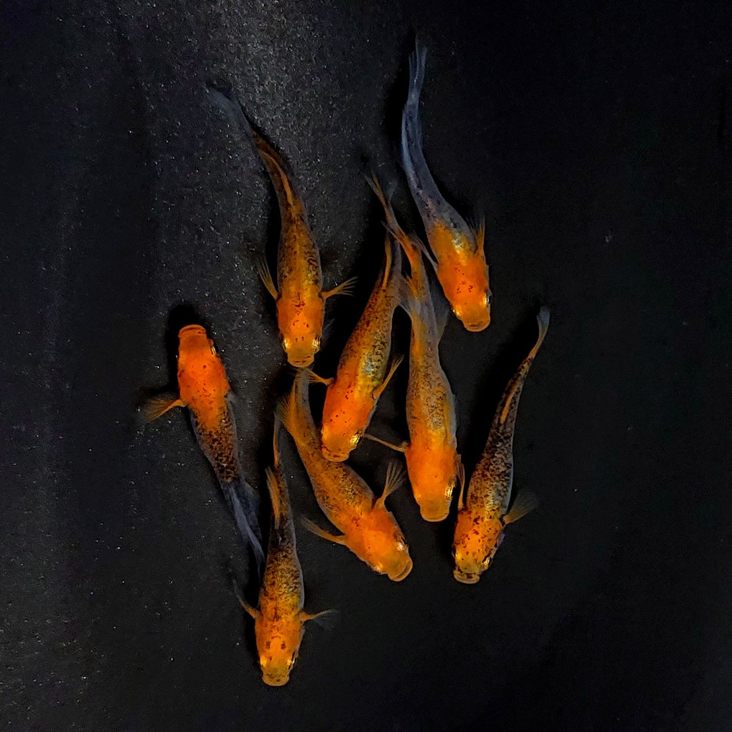 【現物】かぐや　4ペア　3647