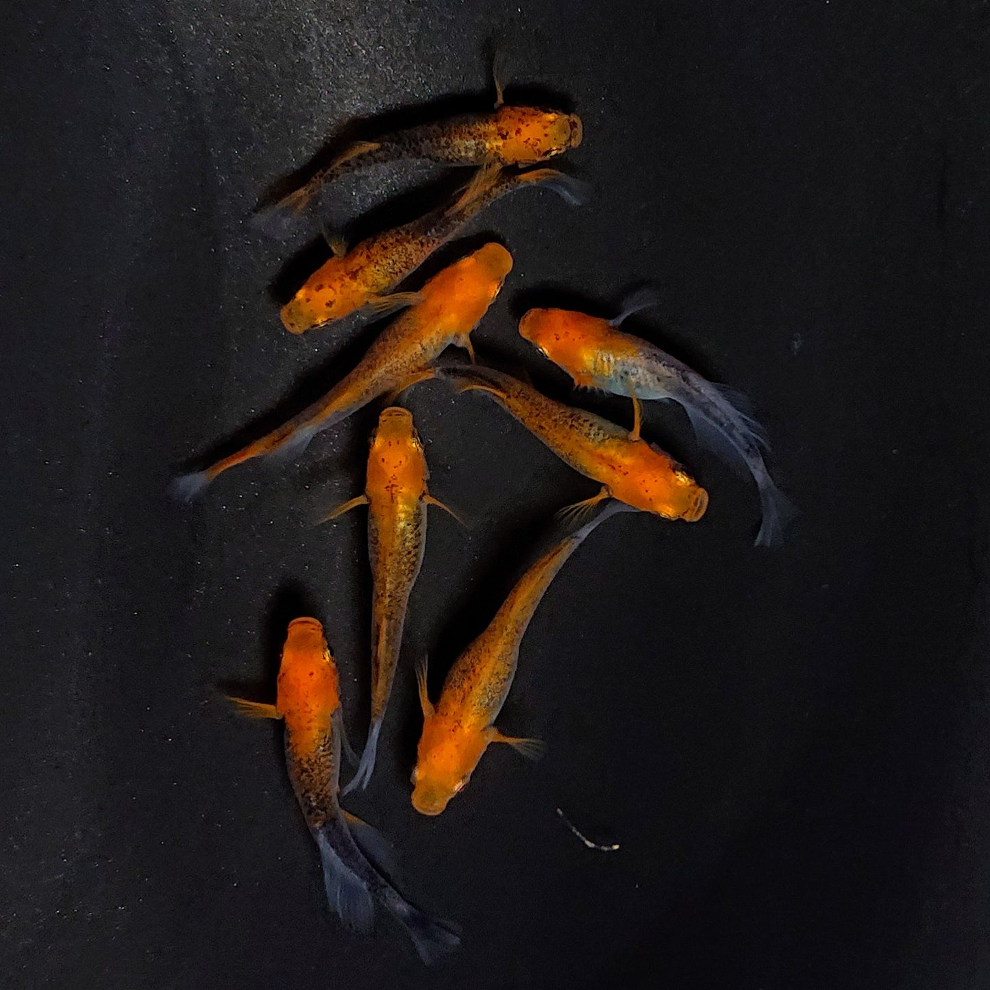 【現物】かぐや　4ペア　3647