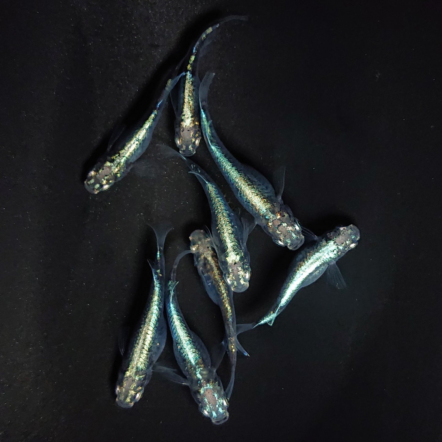 【現物】墨武　8匹　オス3メス5　3646