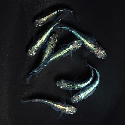 【現物】墨武　8匹　オス3メス5　3646