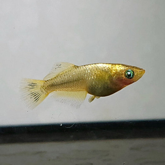 【現物】橙 ゴールドtype　5匹　オス3メス2　3652