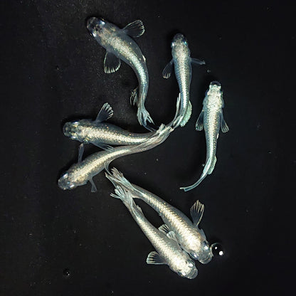 【現物】レーブ　7匹　オス4メス3　3655