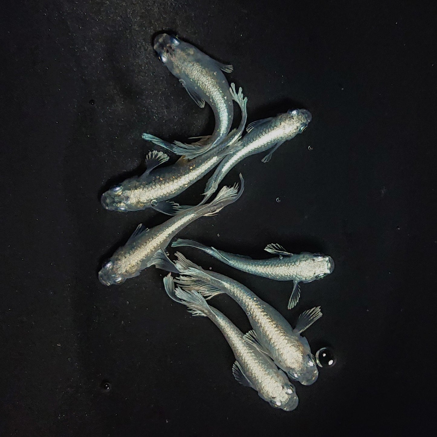 【現物】レーブ　7匹　オス4メス3　3655