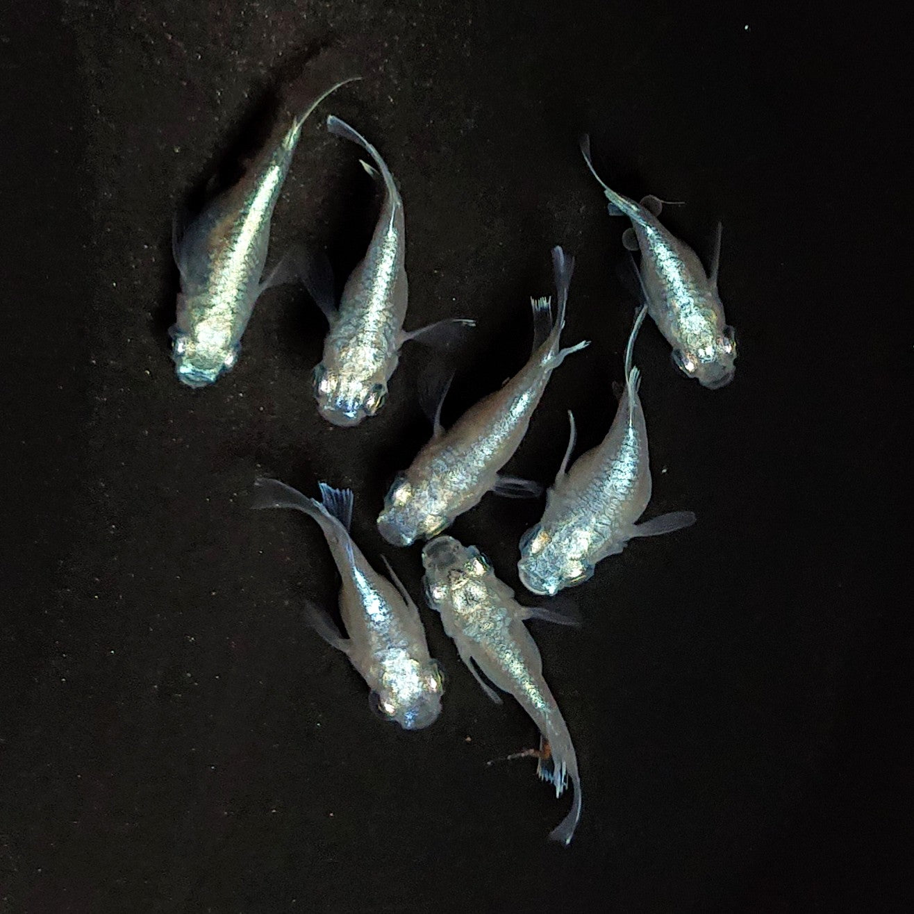 【現物】エンゼル　7匹　オス4メス3　3653