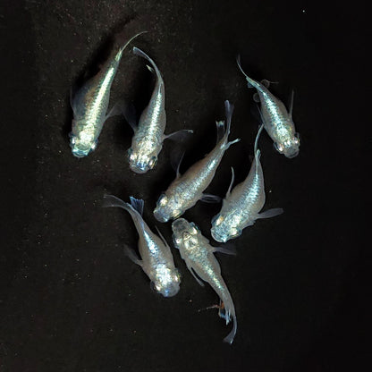 【現物】エンゼル　7匹　オス4メス3　3653