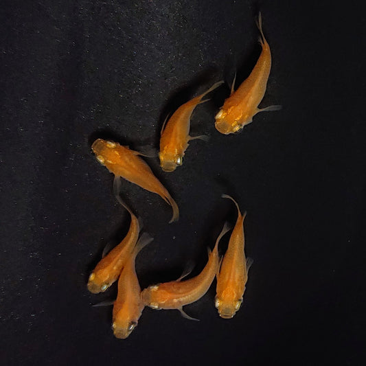 【現物】紅帝だるま　7匹　オス4メス3　3665
