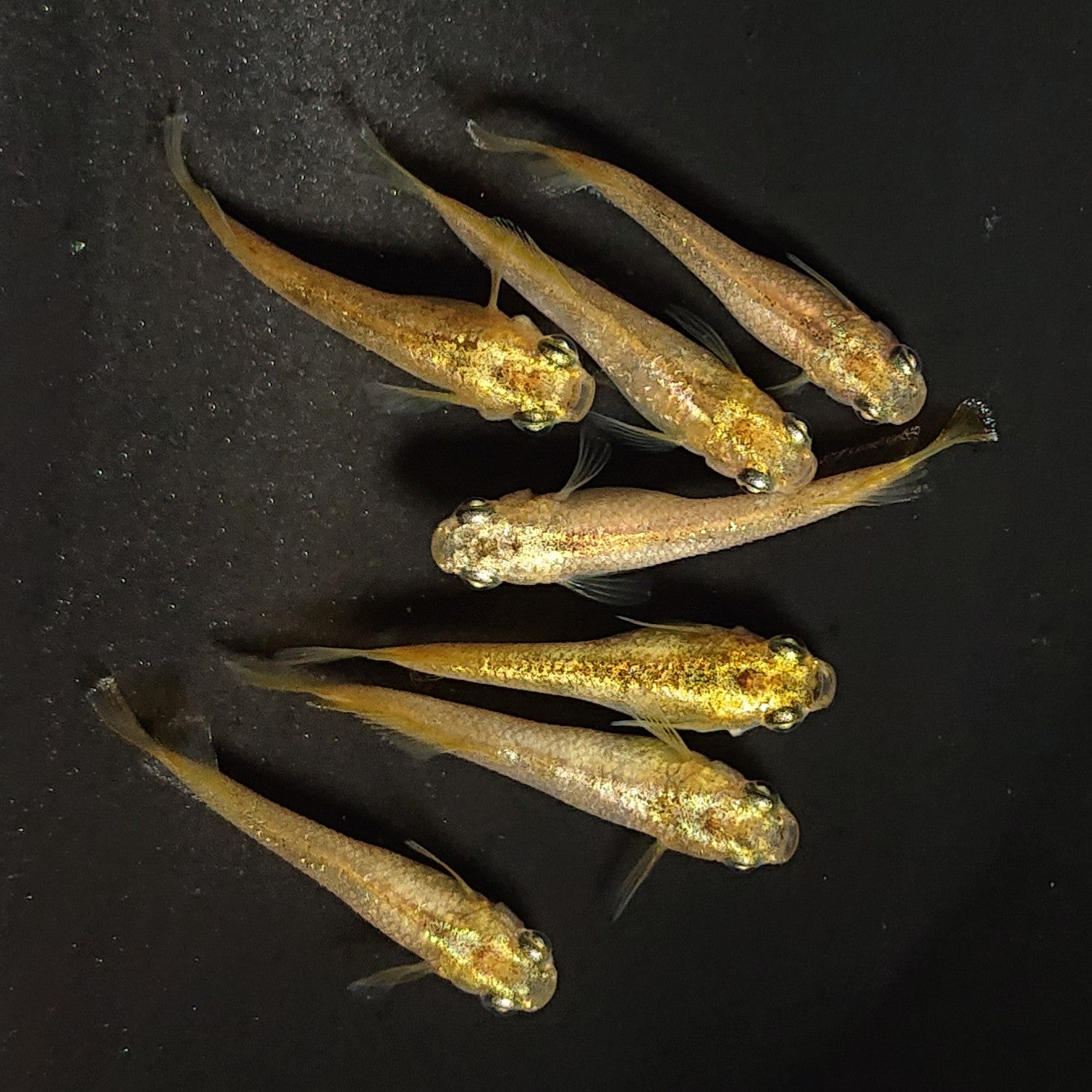 【現物】スパークルサン 両眼アースアイ　7匹　オス3メス4　3688