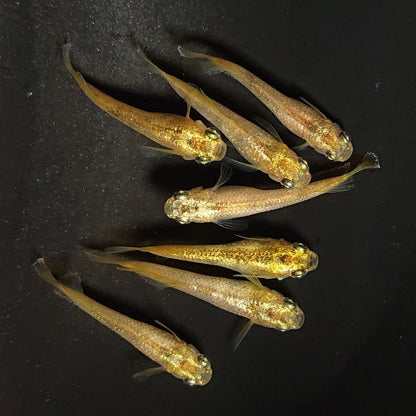 【現物】スパークルサン 両眼アースアイ　7匹　オス3メス4　3688