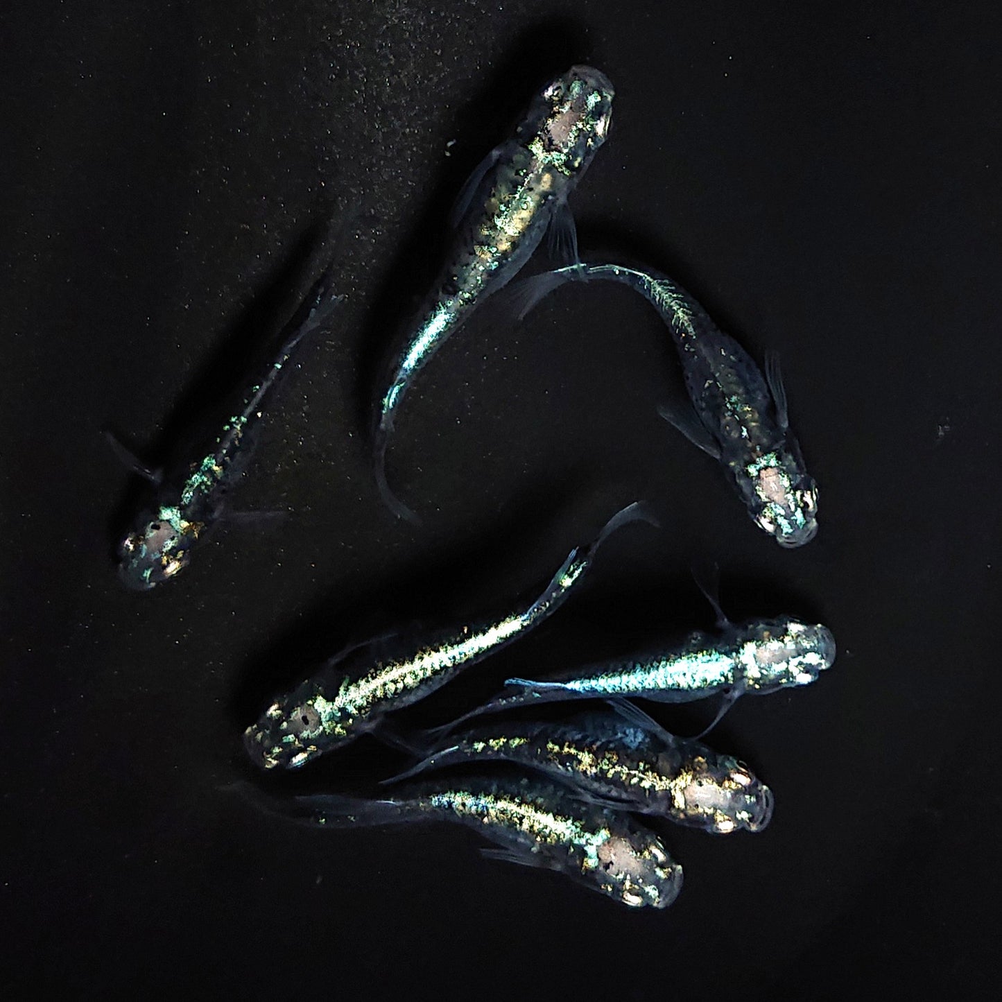 【現物】黒衣　7匹　オス4メス3　3687