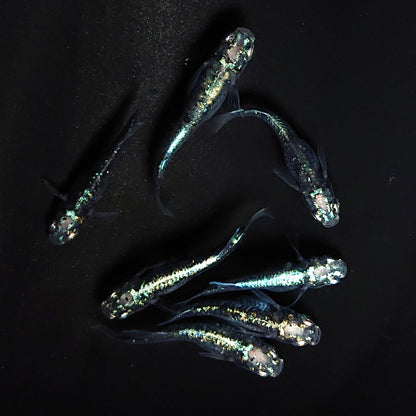 【現物】黒衣　7匹　オス4メス3　3687