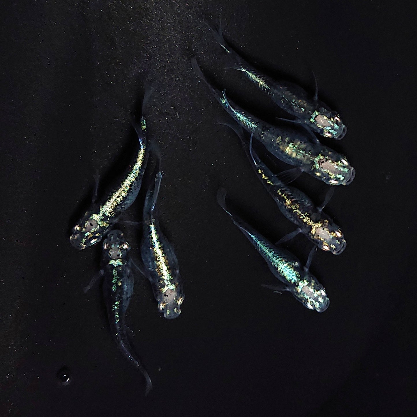 【現物】黒衣　7匹　オス4メス3　3687