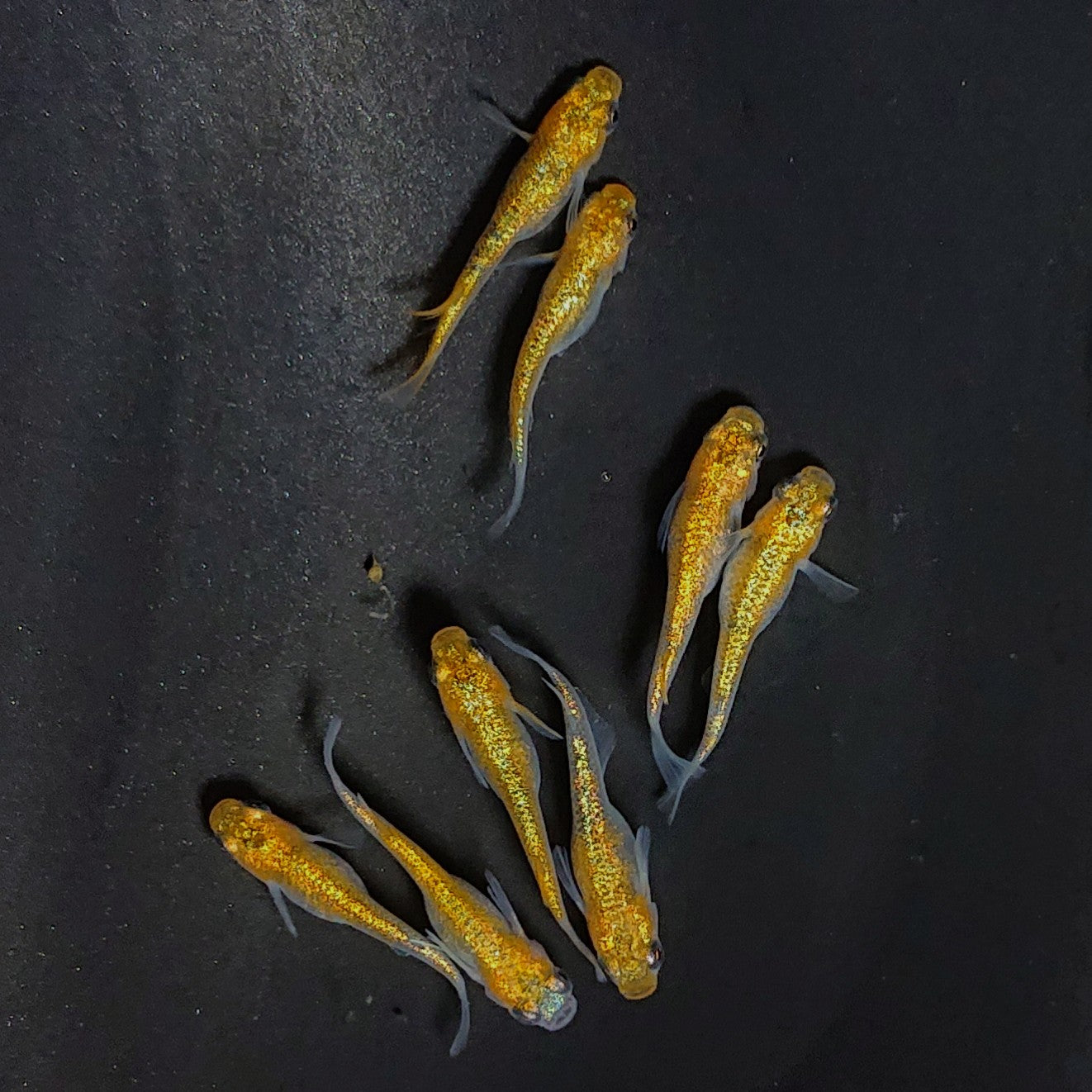 【現物】サンシャイン　8匹　オス3メス5　3691