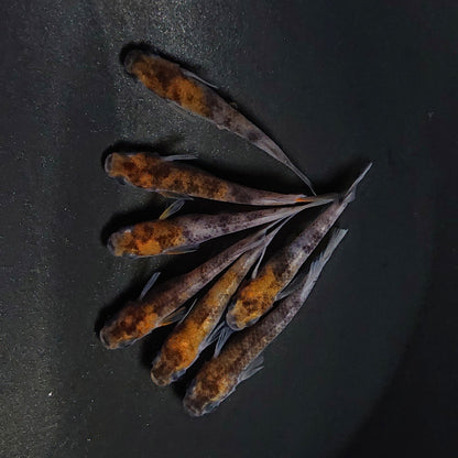 【現物】和墨三色　7匹　オス3メス4　3689