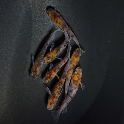 【現物】和墨三色　7匹　オス3メス4　3689