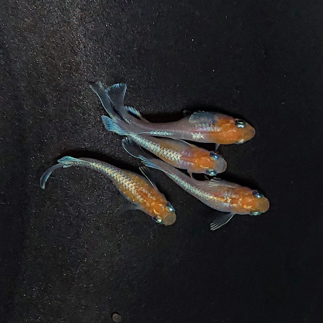 【現物】【上物】深紅のデーンモルフォキッシングΩ 丹頂　2ペア　3685