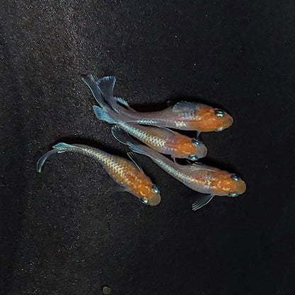 【現物】【上物】深紅のデーンモルフォキッシングΩ 丹頂　2ペア　3685