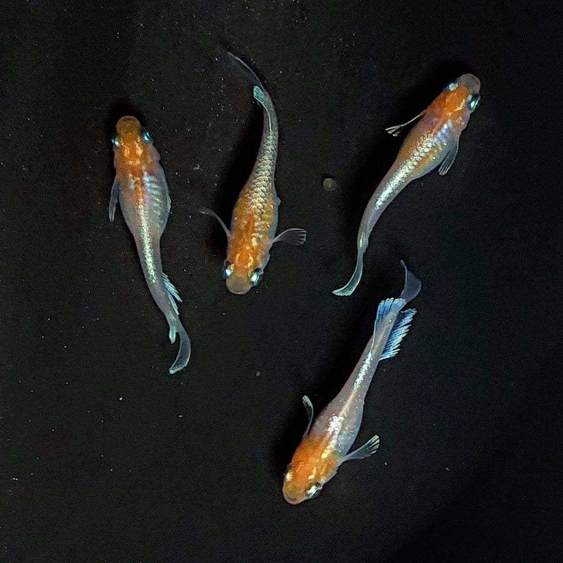 【現物】【上物】深紅のデーンモルフォキッシングΩ 丹頂　2ペア　3685