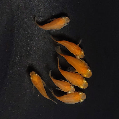 【現物】紅帝だるま　7匹　オス4メス3　3686