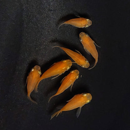 【現物】紅帝だるま　7匹　オス4メス3　3686