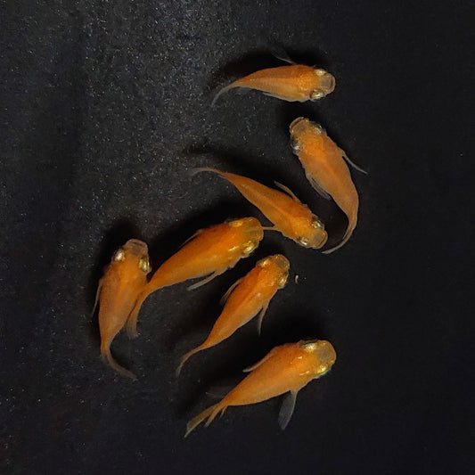 【現物】紅帝だるま　7匹　オス4メス3　3686