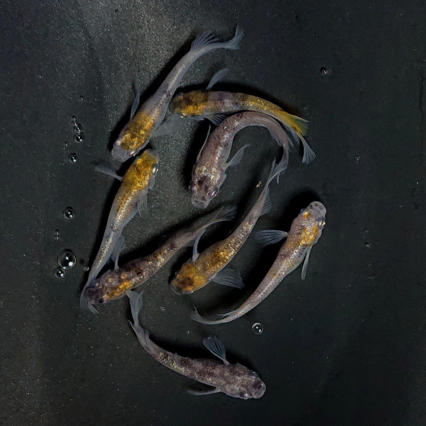 【現物】コールドムーン　4ペア　3690