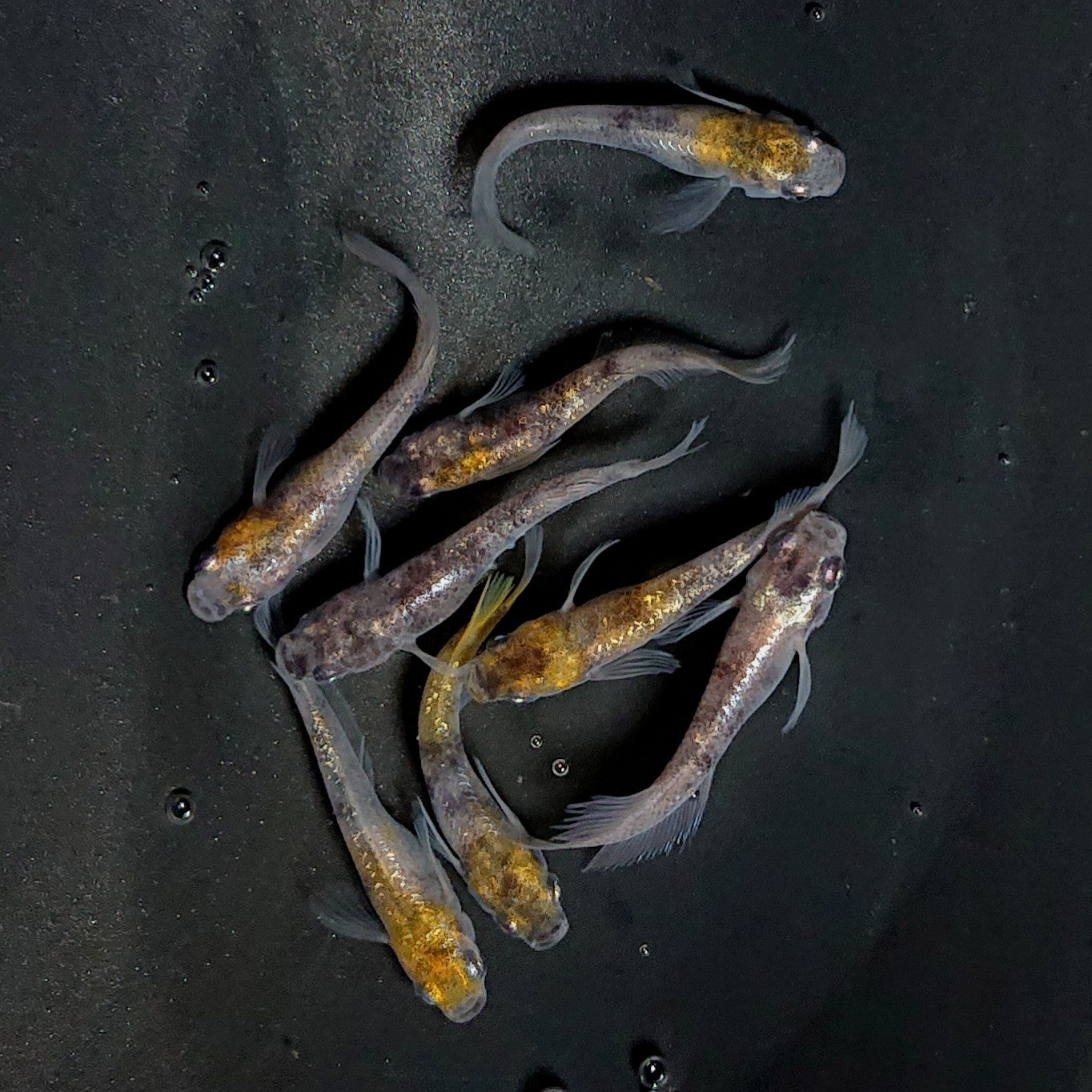 【現物】コールドムーン　4ペア　3690