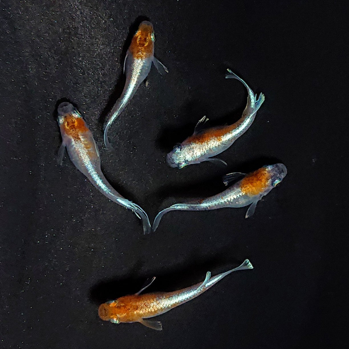 【現物】【上物】菊銀紅玉　5匹　オス3メス2　3693