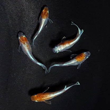 【現物】【上物】菊銀紅玉　5匹　オス3メス2　3693