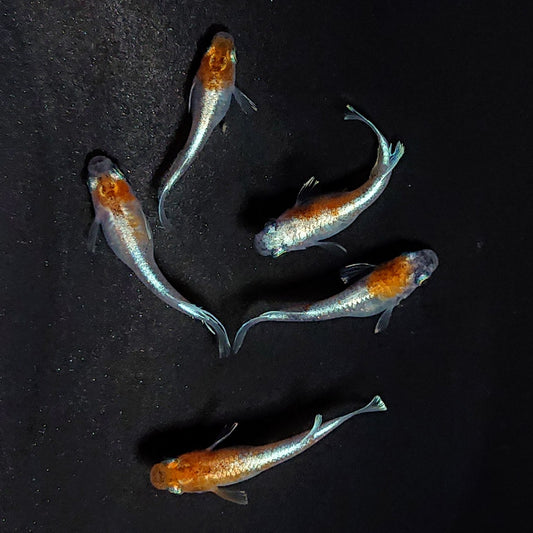 【現物】【上物】菊銀紅玉　5匹　オス3メス2　3693